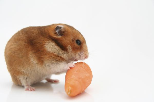 Mancare ca la... hamsteri acasa